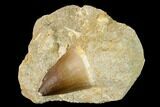 Mosasaur (Prognathodon) Tooth In Rock - Morocco #154892-1
